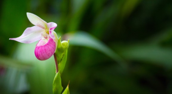 Pink Lady's Slipper Orchid bloom in the wild